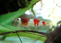 レッドビーシュリンプ