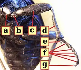 甲虫類の昆虫の脚。6節の真の肢節(a, b, c, d, f, g)と5節の跗小節に分かれた跗節(f)を示す。