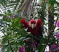 ベリーズにて、野生 3.