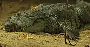 グアテマラワニ（グァテマラワニ、モレレットワニ） Crocodylus moreletii