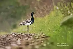 ベンガルショウノガン