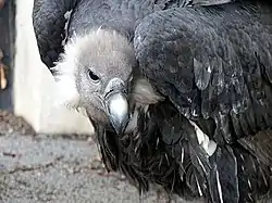 ベンガルハゲワシ