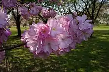 ベニユタカ(日本花の会 結城農場・桜見本園)