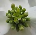 実際の花(花序)