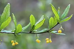 ヘビノボラズB. sieboldii