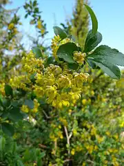 セイヨウメギB. vulgaris
