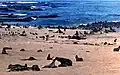 ベーリング島の海岸。多くのオットセイが生息している