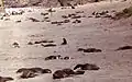 ベーリング島の海岸。多くのオットセイが生息している