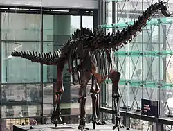 D. carnegii の全身骨格化石標本（ドイツはベルリンのフンボルト博物館の所蔵物。ベルリン中央駅期間限定展示。2007年撮影）
