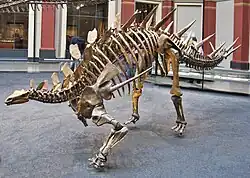 ケントロサウルス骨格