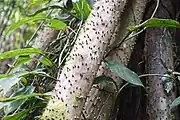 エクアドルで撮影されたヤシ科の根と根針