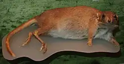 シロオビネズミカンガルー