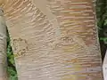 幹