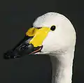 亜種コハクチョウの頭部