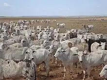 ウシ