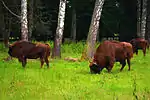 草を食む3頭のヨーロッパバイソン