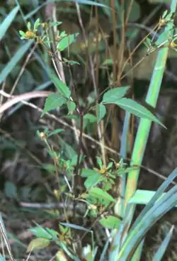 アメリカセンダングサBidens frondosa