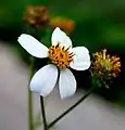 コセンダングサの母種Bidens pilosa