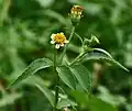 コシロノセンダングサBidens pilosa var. minor