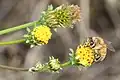 筒状の頭花を吸蜜するセイヨウミツバチ