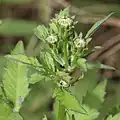 蕾