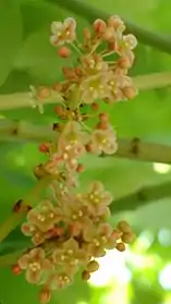 花（拡大）。