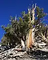 非常に長寿なマツであるPinus logaeva