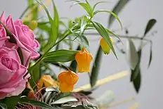 ブーケの材料として用いられることも多いサンダーソニアの花