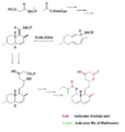 Diels-Alder触媒による環化反応を利用した生合成