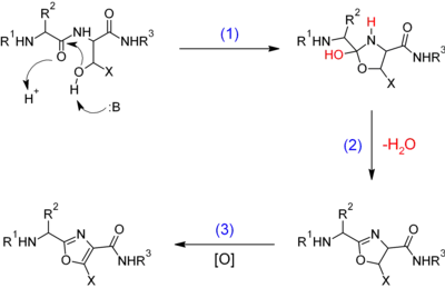 Oxazoles in biochemistry