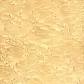 Birdseye maple
