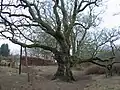 バーナム・オーク（英語版）