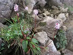 ナンブトラノオ