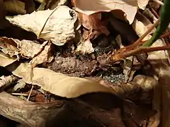 根茎はしばしば地上を這う。
