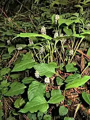 花期でも葉は大きい。