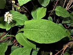 根出葉の葉柄に翼があり、基部は切形となる。