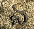 ベルクアダーB. atropos