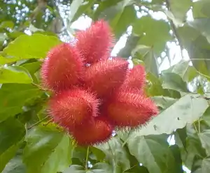 果実