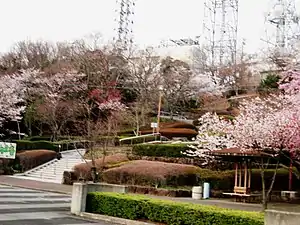 眉山公園の桜