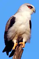 カタグロトビ Elanus caeruleus