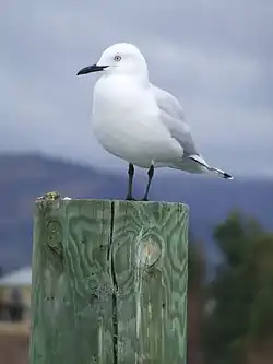 ハシグロカモメ