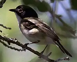 ズグロモズモドキ