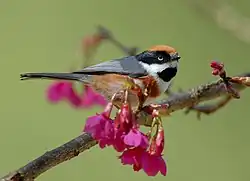 ズアカエナガ