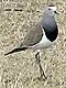 ムナフタゲリV. melanocephalus
