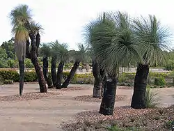 キンギア・オーストラリス
