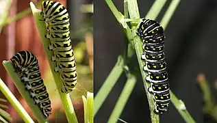 老齢幼虫の体色の個体差