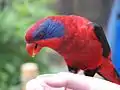 クラカケヒインコ(Eos cyanogenia)