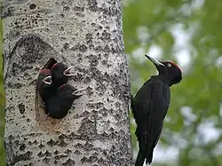 成鳥（木の外側）と巣から顔を出す雛