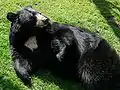 胸に三日月のあるアメリカグマ
