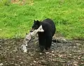 鮭を捕らえたアメリカグマ